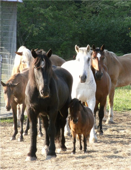BlueStar Equiculture Horse and Credo